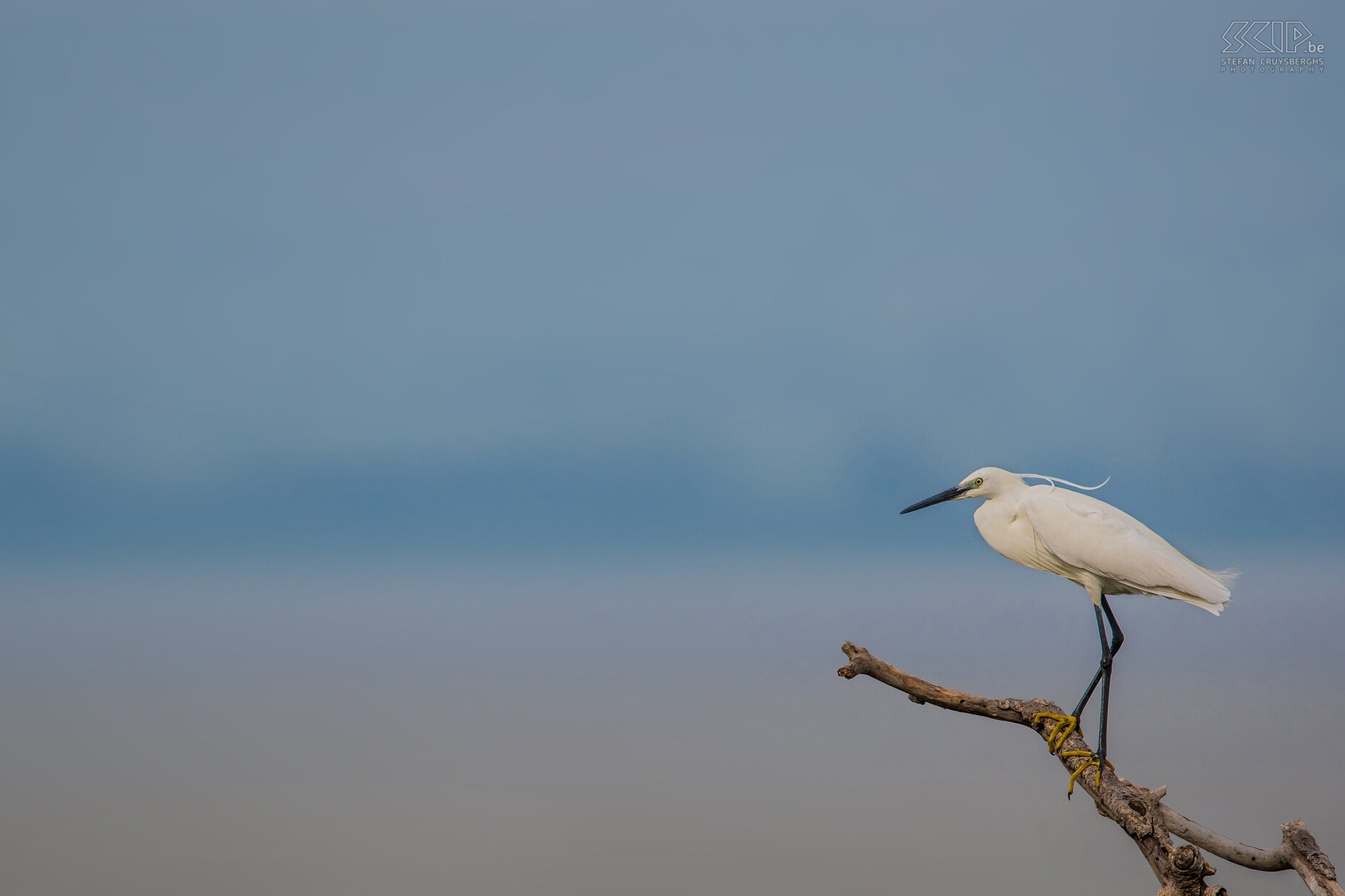 Lake Awassa - Kleine zilverreiger  Stefan Cruysberghs